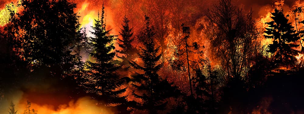 Prevention capsules - Wildfire Prevention capsules - Wildfire